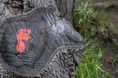 footprint